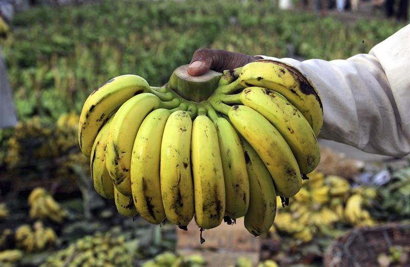  FAO: le manuel sur l'emploi de la banane en Equateur peut Ãªtre adaptÃ© dans d'autres pays